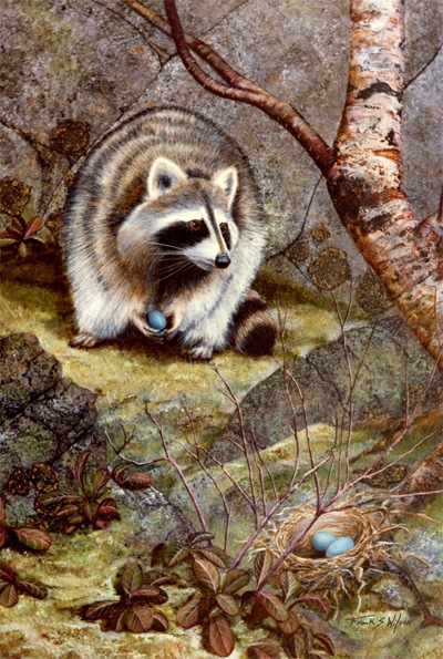 Found Treasuer Raccoon oil painting by Frank Wilson