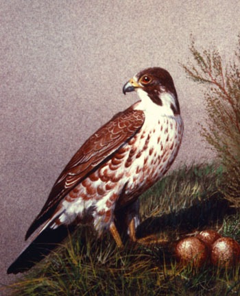 "PERIGRINE FALCON ON NEST" painting by Frank Wilson