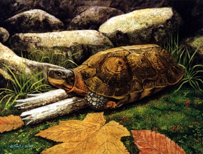 wood turtle, oil paintng by Frank Wilson
