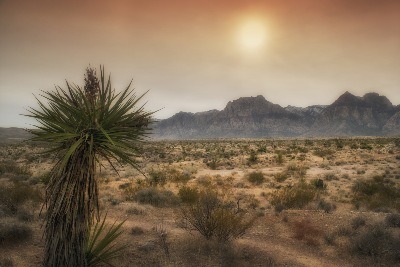 "Yucca Plant At Sunset" photograph by Frank Wilson
