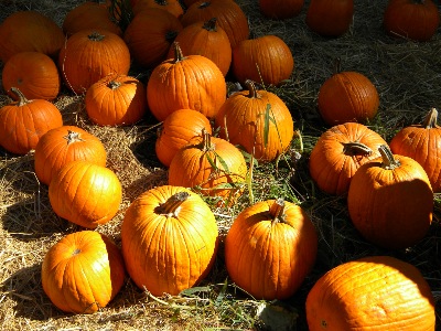 "Pumpkin Harvest" photograph by Frank Wilson